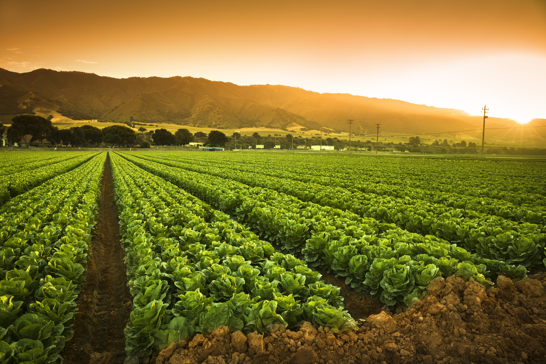 Crops grow on fertile farm land